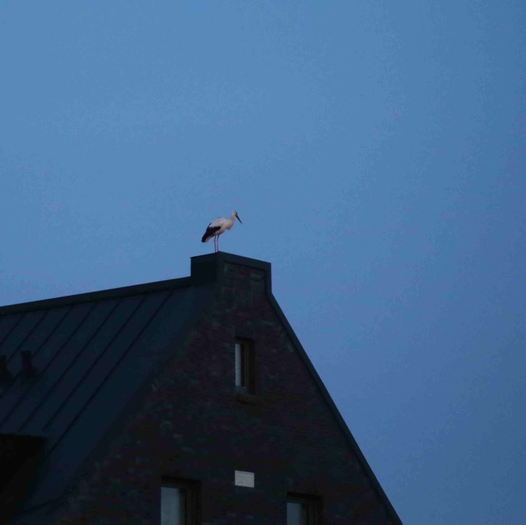 Storch auf dem Dach in Nienwohld Storch auf dem Dach in Nienwohld