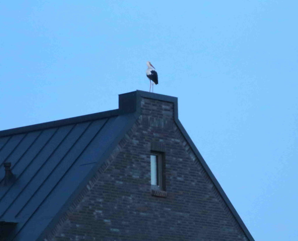 Storch auf dem Dach in Nienwohld Storch auf dem Dach in Nienwohld