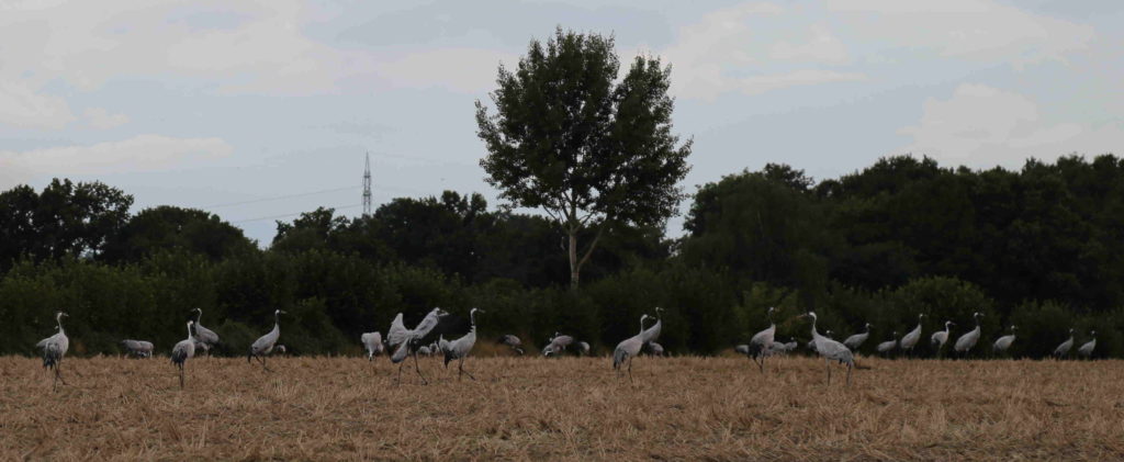 Kraniche auf den Felder zwischen Nienwohld und Nienwohld-Rögen Kraniche auf den Felder zwischen Nienwohld und Nienwohld-Rögen