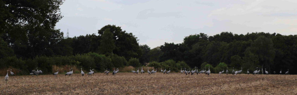 Kraniche auf den Felder zwischen Nienwohld und Nienwohld-Rögen Kraniche auf den Felder zwischen Nienwohld und Nienwohld-Rögen
