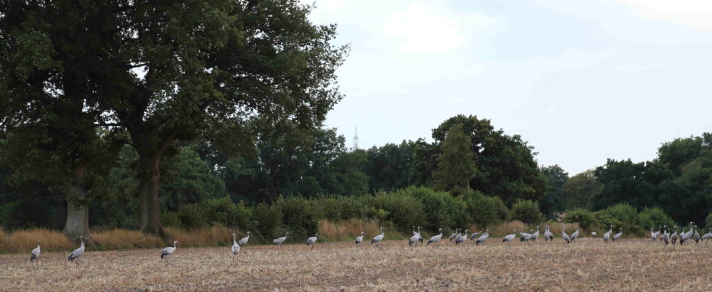 Kraniche auf den Felder zwischen Nienwohld und Nienwohld-Rögen Kraniche auf den Felder zwischen Nienwohld und Nienwohld-Rögen