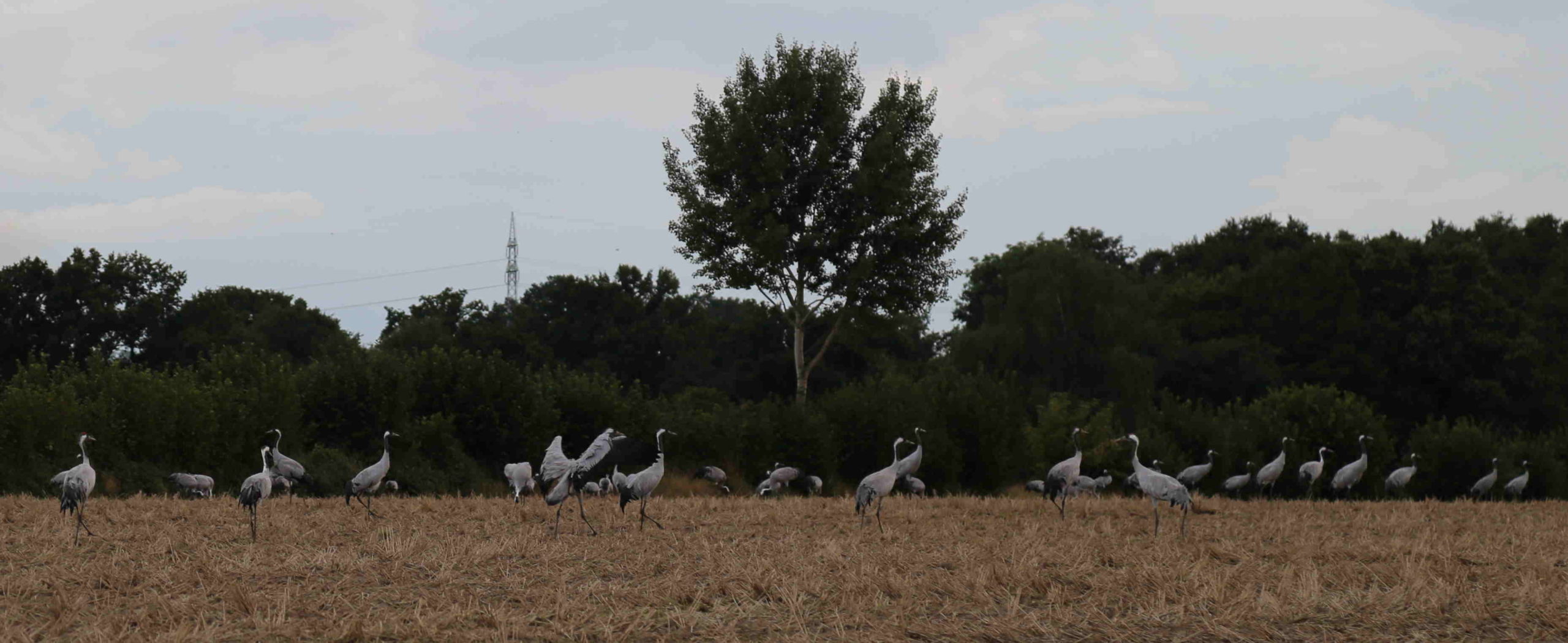 Kraniche in Nienwohld 03-2020